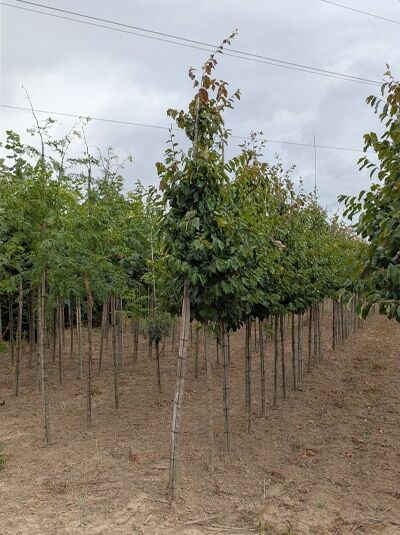 Parrotia persica (Eisenholzbaum) Parrotie Hochstamm 10-12 StU m. Db., junger Baum mit aufrechtem Stamm und kugeliger Krone