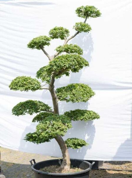Garten-Bonsai Feldulme (Ulmus minor) 'Jacqueline Hillier', ca. 210 cm hoch, 130 cm breit, mit etagenförmiger Krone im Topf.
