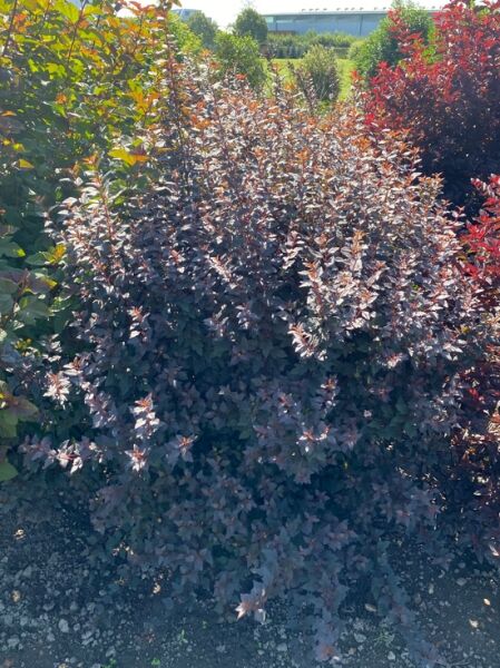 Physocarpus opulifolius 'Little Joker®' – Blasenspiere/Fasanenspiere mit rötlich-grünem Laub im schwarzen Topf