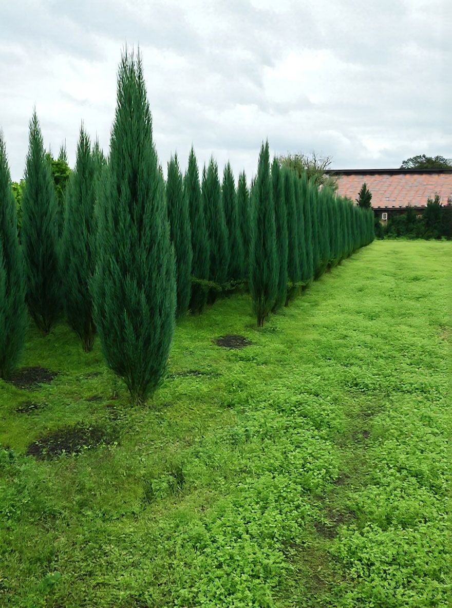 Blauer Raketen-Wacholder - Juniperus scopulorum 'Blue Arrow' - Baumschule  NewGarden