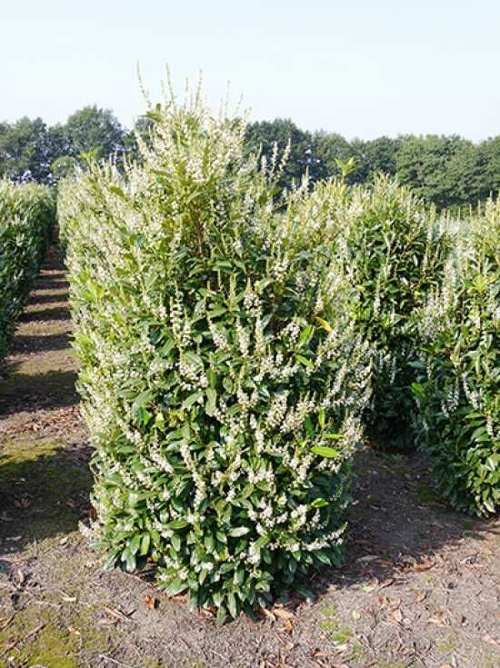 Kirschlorbeer 'Herbergii' - Prunus laurocerasus 'Herbergii' - Baumschule  NewGarden
