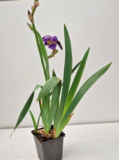 Hohe Schwertlilie Iris barbata-Elatior 'Alcazar' P9 im Topf, grüne schwertförmige Blätter und violette Blüte.