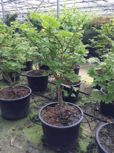 Japanischer Gold-Ahorn Acer shirasawanum 'Aureum', 100–125 cm, C30, mehrtriebiger Ahorn im schwarzen Pflanztopf mit grünen Blättern.