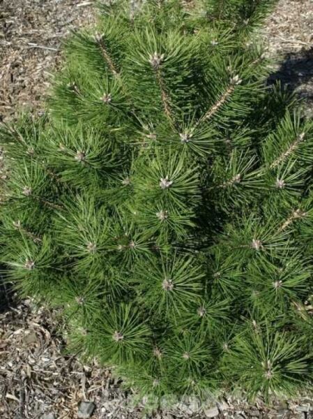 Pinus densiflora 'Jane Kluis' / Japanische Zwergrotkiefer