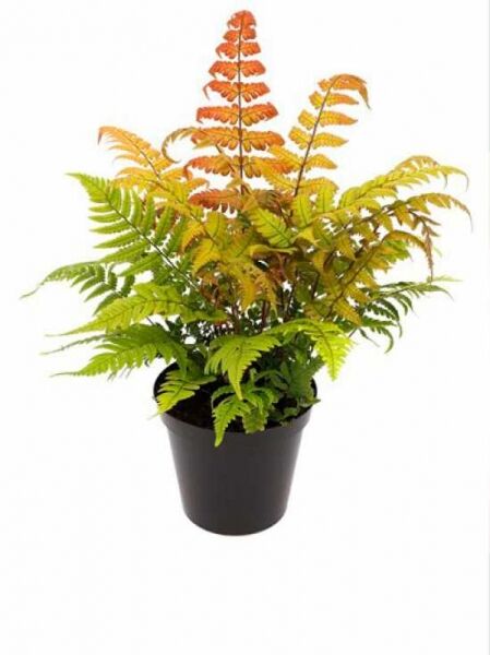 Dryopteris lepidopoda (Wurmfarn) P11 im schwarzen Kulturtopf, gefiederte Wedel in Grün bis Kupferorange