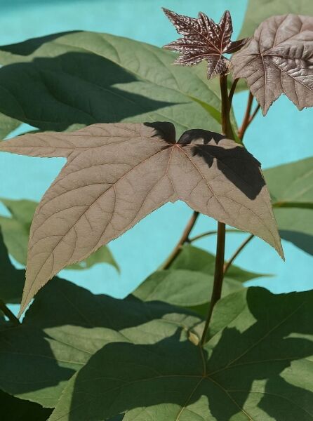 Chinesischer Amberbaum / Chinesischer Amberbaum