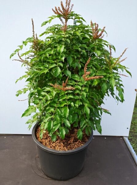 Mahonia nitens 'Cabaret' (Trauben-Stechpalme/Oregon-Traube) im C20-Topf, 40–50 cm, dichtes grünes Laub mit aufrechten Rispenständen.