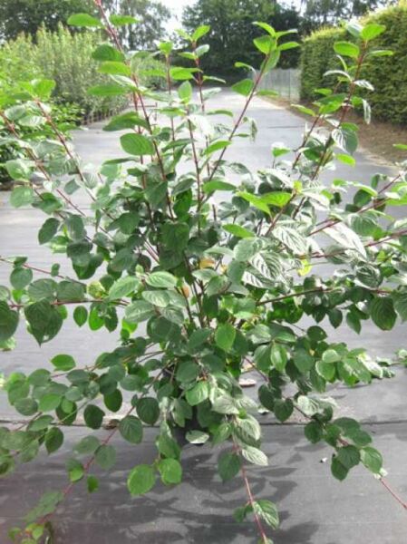 Purpur-Hartriegel (Cornus alba 'Sibirica' / 'Baton Rouge') Strauch im Container C20, 125–150 cm, grüne Blätter, rote Triebe