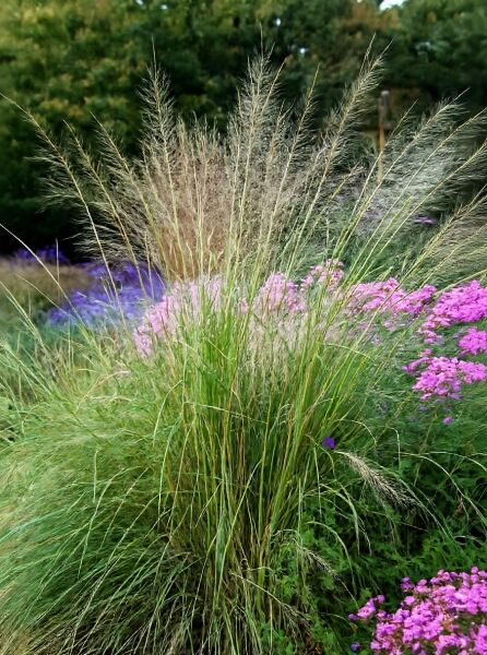 Sporobolus wrightii (Riesen Fallsamengras) als horstbildendes Ziergras mit langen, überhängenden Blütenrispen im Garten.
