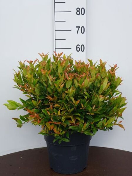 Traubenheide 'Zeblid' / Leucothoe axillaris 'Zeblid'