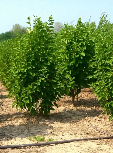 Magnolia soulangiana / Tulpen-Magnolie 200-250 cm m. Db., mehrstämmiger Zierbaum mit dichtem grünen Laub im Feldanbau