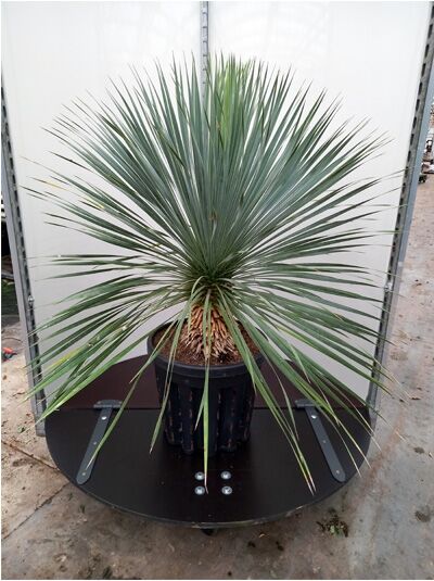 Yucca rostrata 'Sapphire Skies' / Palmlilie 'Sapphire Skies' 60-80 cm C35, rosettiger Wuchs, schmale blaugrüne Blätter im Topf