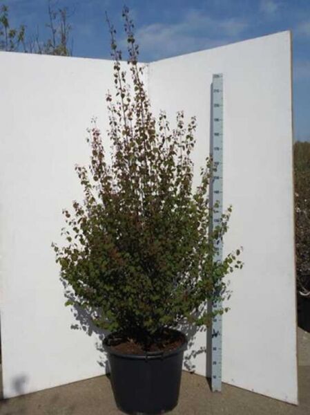 Cercidiphyllum japonicum (Judasblatt/Kuchenbaum) im Container C50, 200–250 cm, mehrstämmiger Strauch mit dichtem Laub und Messstab daneben.