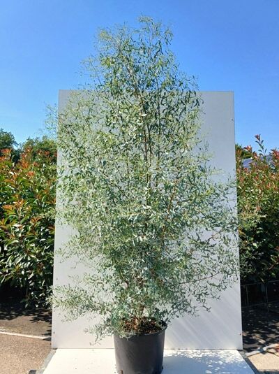Echter Eukalyptus ‘France Bleu’®/ Blaugummibaum - Eucalyptus gunnii ‘ France Bleu‘®