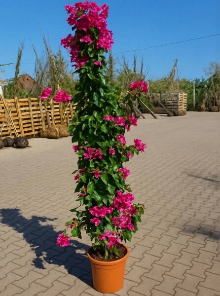 Drillingsblume Bougainvillea buttiana 'Barbara Karst' 175-200 cm C15, rankender Wuchs im Topf mit pinken Blütenständen