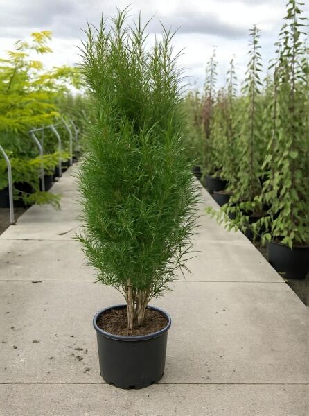Farnblättriger Säulen-Faulbaum (Frangula alnus ‘Fine Line’) 125–150 cm, schlanker Strauch im C20-Topf mit feinem grünen Laub.