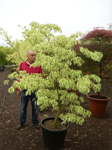 Weißbunter Pagoden-Hartriegel (Cornus controversa 'Variegata') als Kübelpflanze mit weiß-grün panaschierten Blättern.