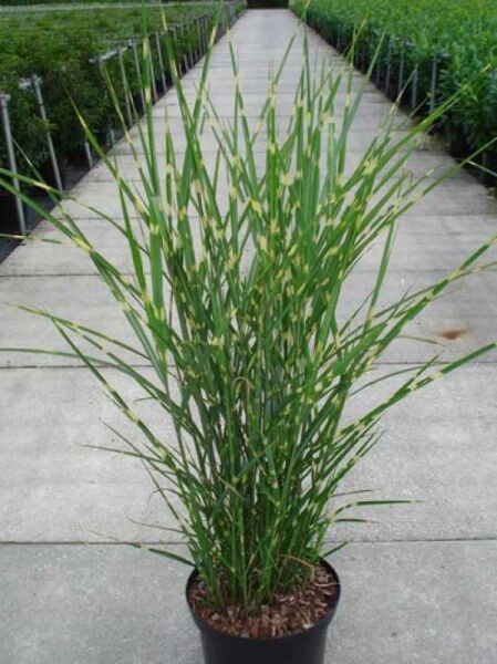 Miscanthus sinensis 'Strictus' (Stachelschweingras), aufrechtes Zebra-Chinaschilf im Topf C10 mit schmalen, grün gestreiften Blättern