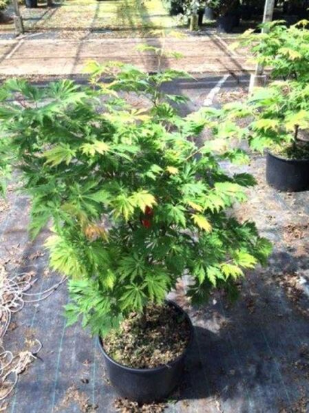 Eisenhutblättriger Ahorn (Acer japonicum 'Aconitifolium') 80–100 cm C20, im Container, grünes fiederteiliges Laub, buschiger Wuchs.