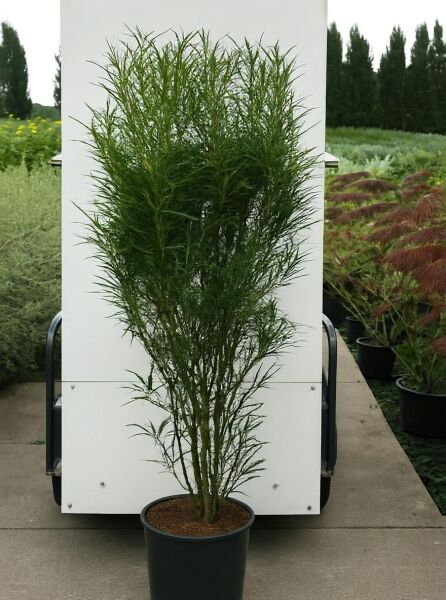 Farnblättriger Säulen-Faulbaum Frangula alnus 'Fine Line' (Rhamnus frangula) 175-200 cm C20, schmaler Strauch im Topf