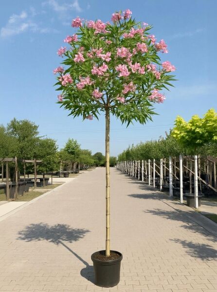 Schmalblättriger Trompetenbaum Chitalpa tashkentensis 'Pink Dawn' Hochstamm im Container mit pinken Blüten und schmalen Blättern