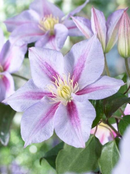 Waldrebe 'Samantha Denny' / Clematis 'Samantha Denny'