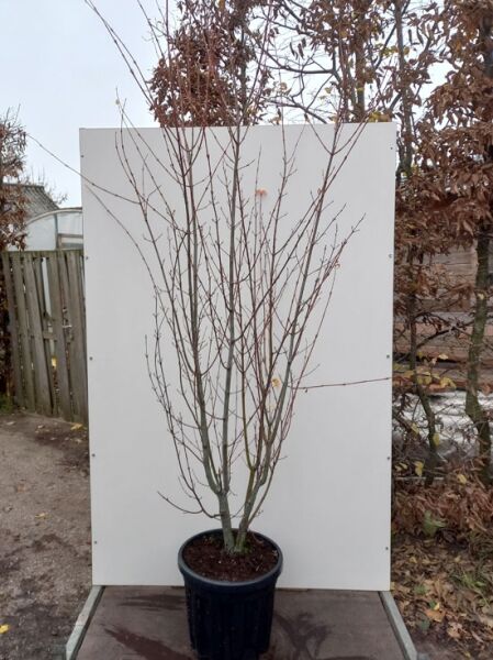 Davids Schlangenhaut-Ahorn (Acer davidii), mehrstämmiger junger Baum im Topf, 175–200 cm, C35.