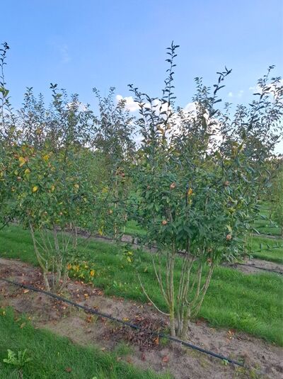 Deutsche Mispel / Echte Mispel / Mespilus germanica