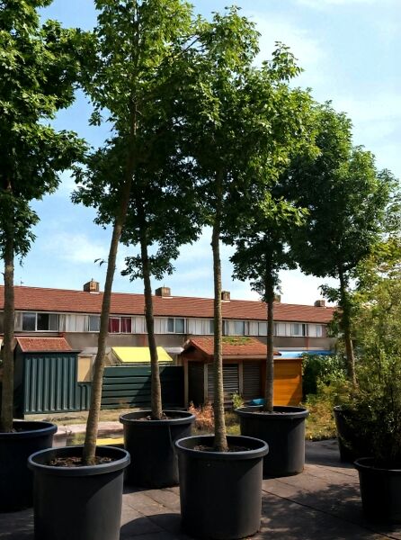 Quercus rubra (Rot-Eiche), Amerikanische Rot-Eiche Hochstamm 30-35 StU im Container mit schlankem Stamm und grüner Krone.