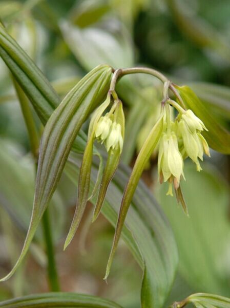 Feenglöckchen &#039;Green Giant&#039; / Disporum cantoniense &#039;Green Giant&#039;