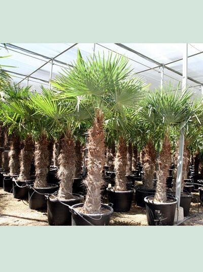 Wagners Hanfpalme / Trachycarpus wagnerianus