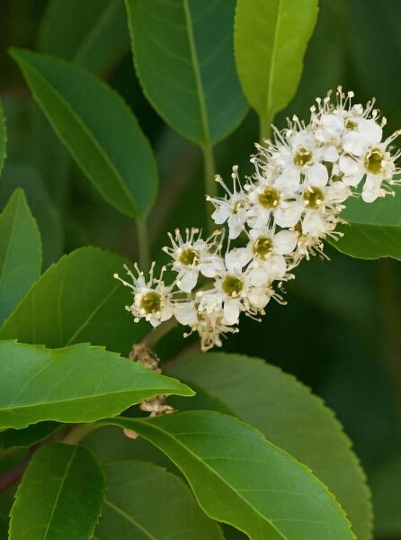Portugiesischer Kirschlorbeer 'Brenelia' / Portugiesischer Kirschlorbeer 'Brenelia'