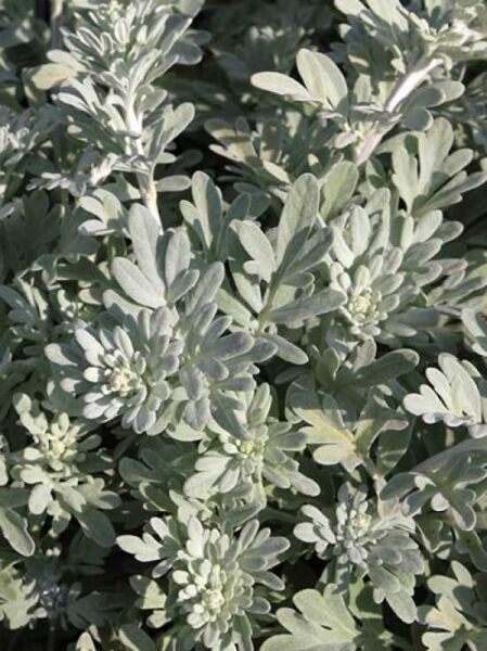 Garten-Silber-Raute (Artemisia stelleriana) 'Boughton Silver (Mori)' mit silbrig-grauen, gelappten Blättern in Nahaufnahme