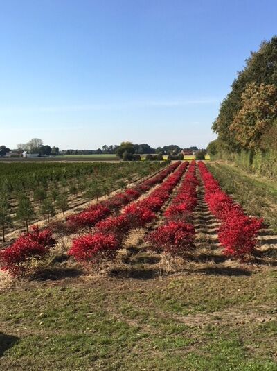 Geflügeltes Pfaffenhütchen / Korkspindel / Geflügeltes Pfaffenhütchen / Korkspindel