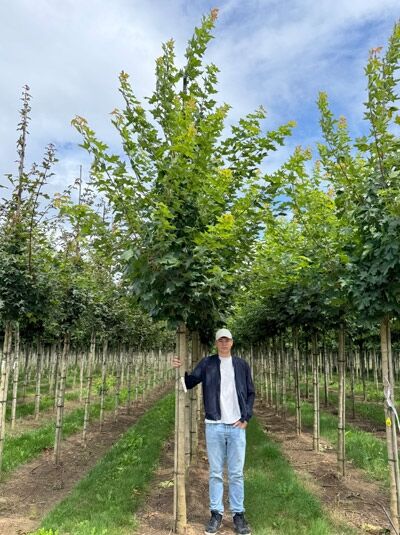 Chinesischer Wald-Ahorn / Chinesischer Spitz-Ahorn 'Pacific Sunset' ® / Chinesischer Wald-Ahorn / Chinesischer Spitz-Ahorn 'Pacific Sunset' ®