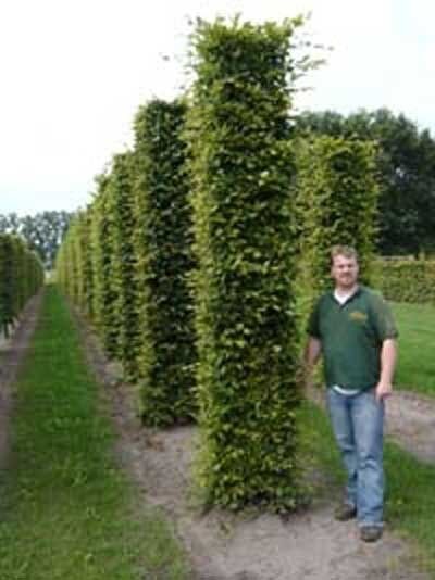 Hainbuche 'Säule eckig' Höhe 460 cm / Carpinus betulus 'Säule eckig'