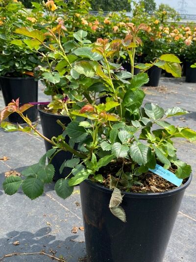 Rosa 'Minerva' / Beetrose 'Minerva', junge Pflanze im Topf mit grünen Blättern und rötlichen Triebspitzen