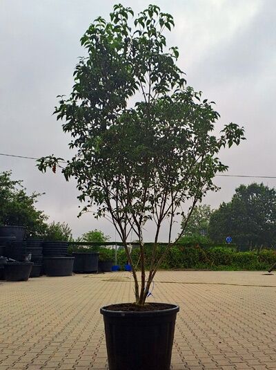 Chinesischer Blumen-Hartriegel 'Milky Way' 250-300 cm Schirmform / Cornus kousa var. chinensis 'Milky Way' (1577169)