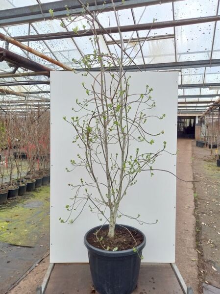 Nuttalls Blüten-Hartriegel (Cornus nuttallii) ‘Eddie’s White Wonder’, Strauch im Topf, 200–250 cm, C80 mit frischem Austrieb.