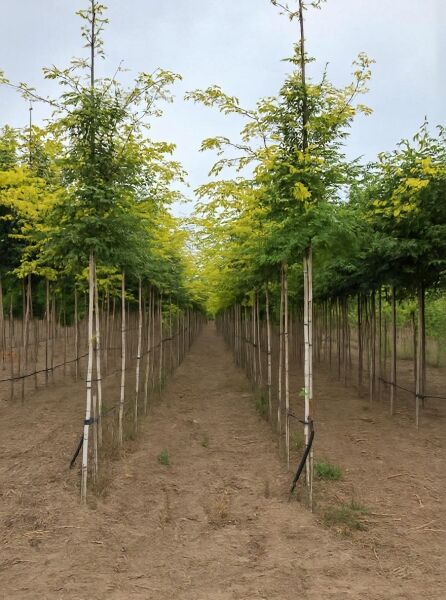 Gold-Gleditschie Hochstamm (Gleditsia triacanthos 'Sunburst') im Quartier, 10-12 StU, mit Drahtballen, gelbgrünes Laub