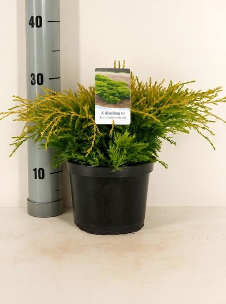 Juniperus media 'Old Gold' / Kriech-Wacholder 'Old Gold' 20-30 cm (breit) C2, im schwarzen Pflanztopf mit gelbgrünem Nadeltriebwerk