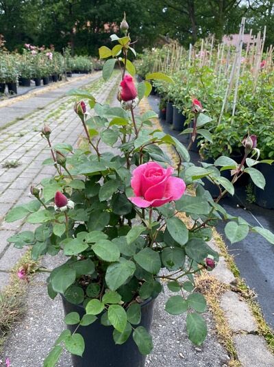 Edelrose Rosa 'Elbflorenz ®' im Topf (A-Qualität C5) mit pinker Blüte und mehreren Knospen sowie grünem Laub.