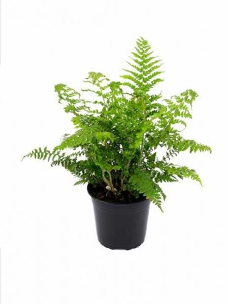 Polystichum setiferum (Weicher Schildfarn) C2 im schwarzen Topf mit dichtem, gefiedertem Farnlaub.