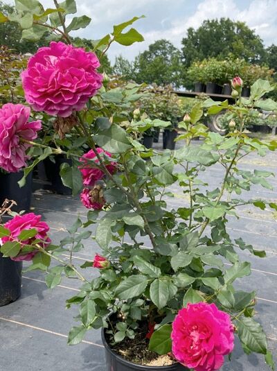 Englische Rose Rosa 'Gabriel Oak' C5 mit kräftig pinken, gefüllten Blüten und grünem Laub im Topf.
