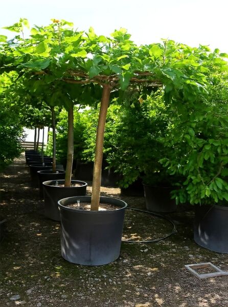 Morus alba 'Macrophylla' / Weißer Maulbeerbaum als Dachspalier im Container, Hochstamm mit breiter, flacher Krone.
