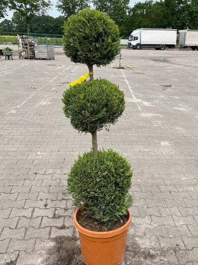 Garten-Bonsai 'Alumii Gold' 3-fach-Kugel - Chamaecyparis lawsoniana 'Alumii Gold' 3-fach-Kugel