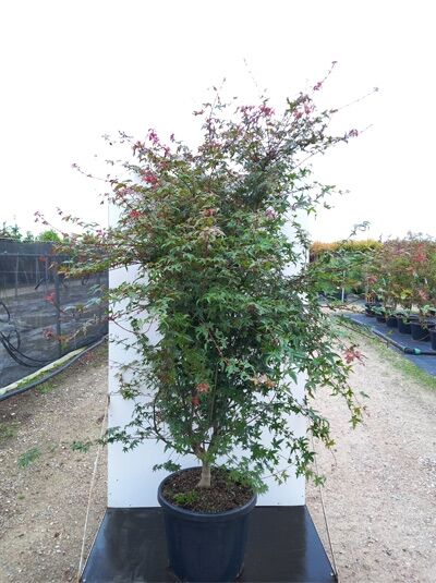 Japanischer Ahorn (Acer palmatum 'Deshojo') im Topf, Fächer-Ahorn 'Deshojo' 150-175 cm C50, mehrstämmig, mit roten Triebspitzen.