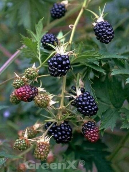 Brombeere 'Thornless Evergreen' / 'Blacky' / Rubus fruticosus 'Thornless Evergreen' / 'Blacky'