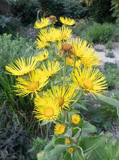 Echter Alant / Inula helenium