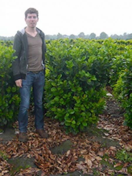 Prunus laurocerasus 'Etna' / Kirschlorbeer 'Etna' 125-150 cm m. B., Solitär im Container mit dichtem, grünem Laub